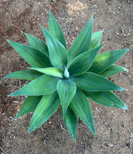Agave attenuata pianta - attenuata,