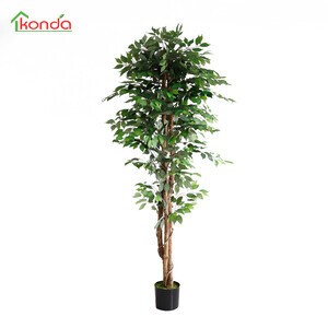 Pianta ficus artificiale - ficus,