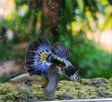 guppy mosaico blu avorio 1