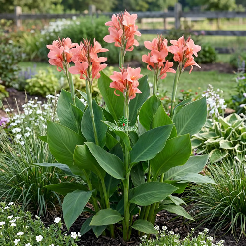 Canna salmon pink - canna,