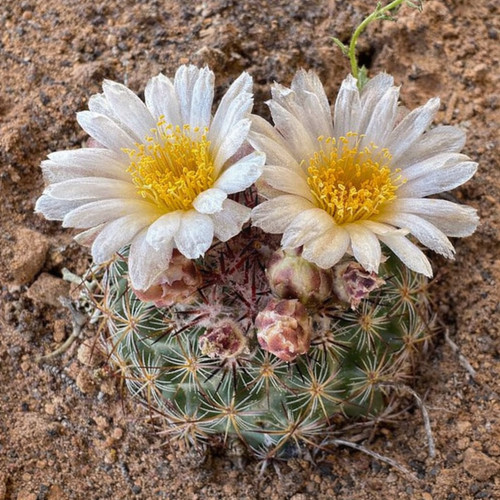 Pediocactus simpsonii lz389 - pediocactus,
