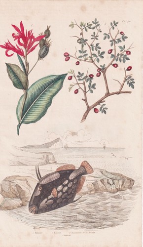 Tubo fiore canna - , fish