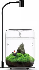 Terrario per piante in vetro, 12 x 17,5 cm, piante grasse, felce, muschio, micro