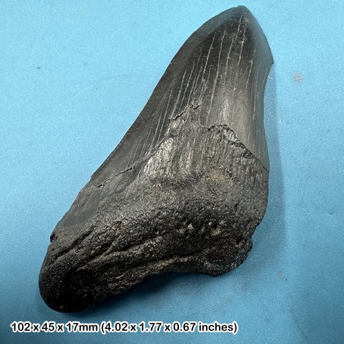 Authentic carcharodon