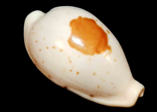 Cypraea saulae mm21 conchiglia - saulae,