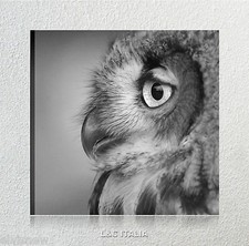 Gufo QUADRO STAMPA SU TELA