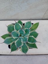 Agave Kissho Kan Variegata 