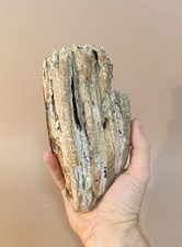 Taxidermy, Cabinet De Curiosites : Dente Di Mammut (Mammuthus)