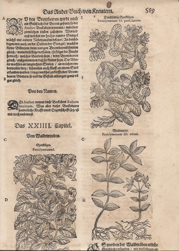 Tabernaemontanus erbario - j.,