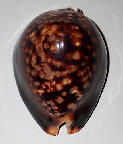 Grande modello cypraea - grande,