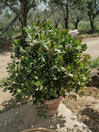 Talea albero giada 3pz - albero, di