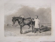 1813-CAVALLO DA CORSA-THE HIGH