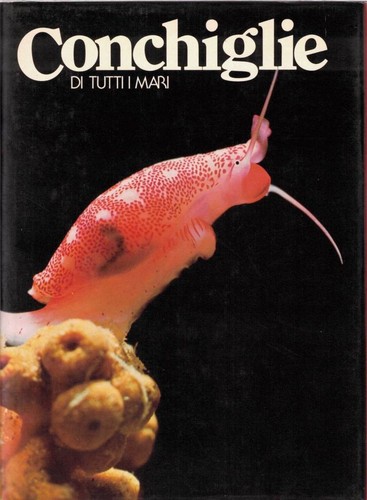 Conchiglie tutti mari - conchiglie,