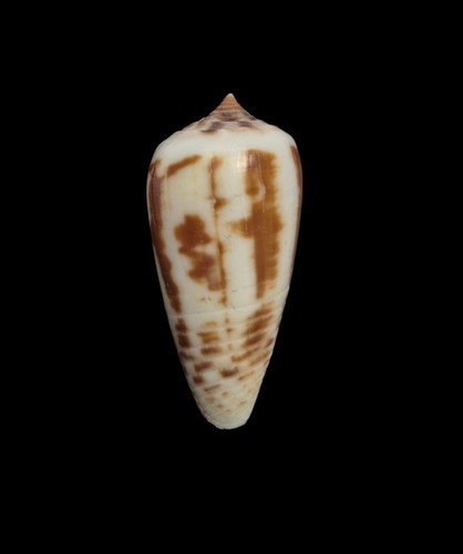 Conchiglia shell conus - conchiglia,