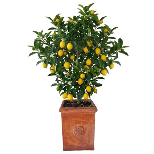 Vaso cemento quadrato - cemento,