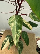 Philodendron STRAWBERRY SHAKE unique plants 04.08.24