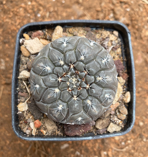 Gymnocalycium berchtii - gymnocalycium,