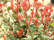 Photinia red robin pianta solitaria o da siepe nespolo lucido 30-40 cm