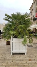 Chamaerops humilis / Palmier