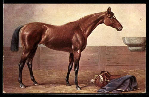 Cartolina cavallo razza - cavallo, di
