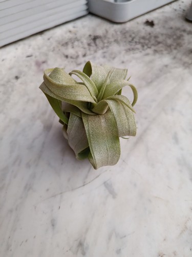 Tillandsia streptophylla - , s