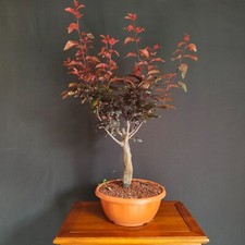 PRE BONSAI DI PRUNUS PISSARDII