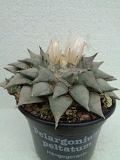 Ariocarpus retusus 12 x 14 cm