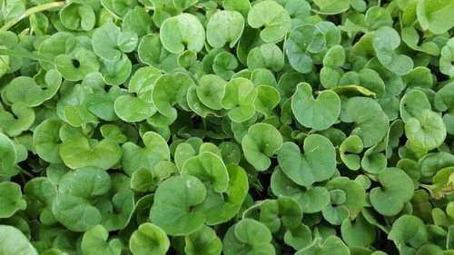 Semi per prato - semi, dichondra