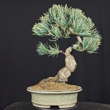 Bonsai pinus parviflora - bonsai,