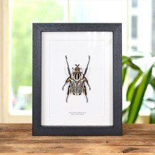 Giant goliath taxidermy beetle - giant,