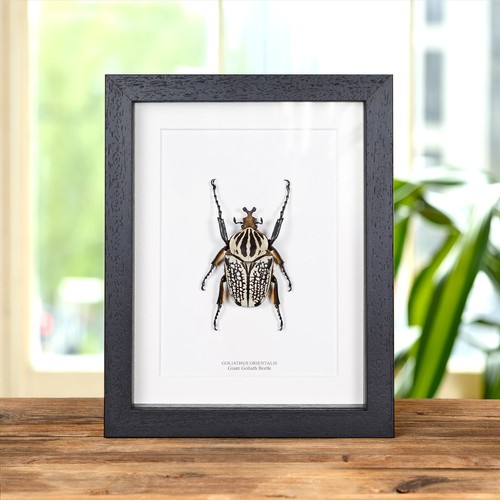 Giant goliath taxidermy beetle - goliath,