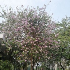 Bauhimia Purpurea  Albero delle orchidee 10  Semi Alta Germinabilita