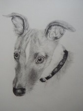 Disegno cane tonale a matita originale ritratto di cucciolo di levriero frusta