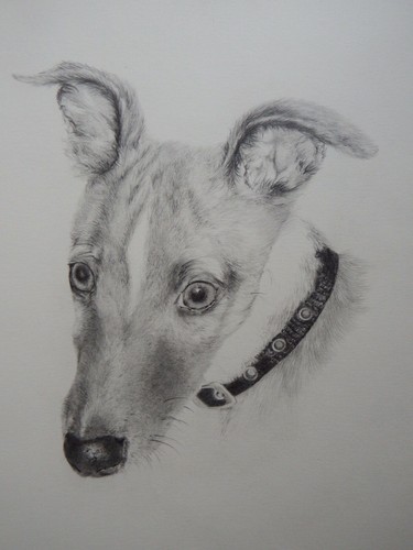 Disegno cane tonale matita - cane,