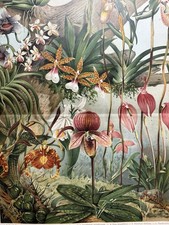 Grafica originale Flora
