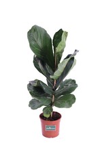 Pianta ficus lyrata vera - ficus,