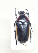 Chlorocala similis, Scarabeidae, Cetonidae, Togo