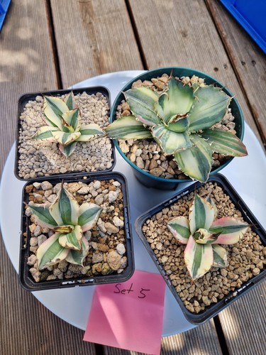 Set variegato agave - agave, titanota