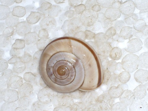 Chilostoma cingulatum - chilostoma,