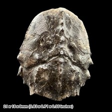 Fossil Crab Notopocorystes