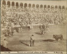 Corrida Arena Torero- Morte