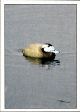 figurina Uccelli ed.Panini