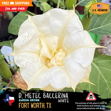 Heirloom Datura Discolor -