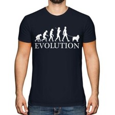 Springer Spaniel Evolution Of