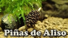 40 x Piñas de Aliso para