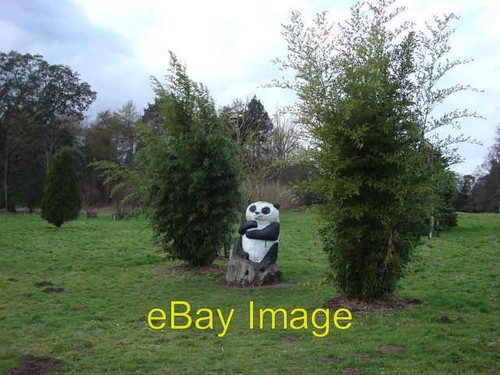 Photo 6x4 carved panda - carved, panda,