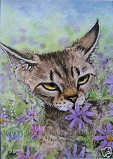  ACEO  MOUNTED DEVON REX CAT