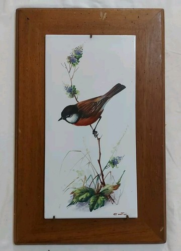 Pettirosso uccello natura - pettirosso,, uccello,