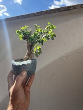 Bonsai Olmo Giapponese.