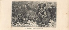 Stampa antica CRICETO RUSSO o